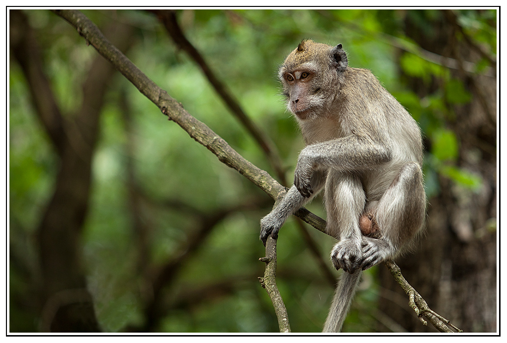 macaque (4).jpg - N'est pas singe qui veut !